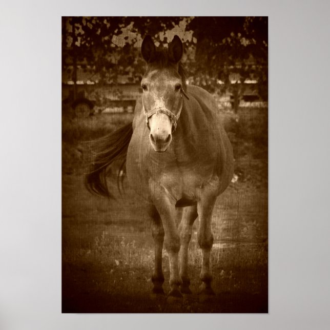 Póster Sepia Hola ahí (Frente)