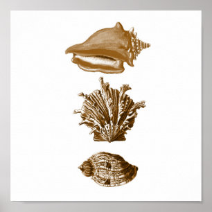 Póster Sepia SeaLife Group12A Imprimir #8 Casas de Semill