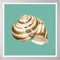 Sepia Strike Shell en Verde azulado