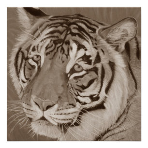 Póster sepia tiger gran cat original vida silvestre arte 