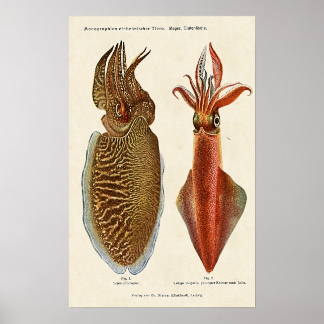 Póster Sepia und Octopus de 1913 (Frente)