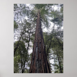 Póster Sequoia