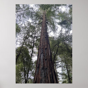 Póster Sequoia