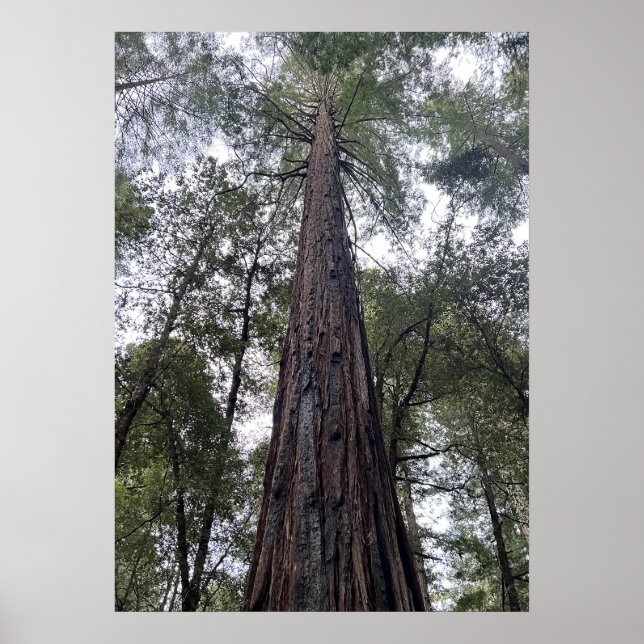 Póster Sequoia (Frente)