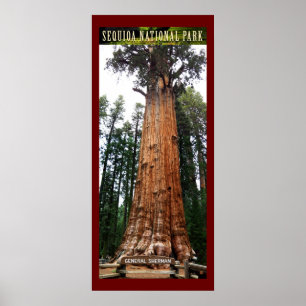 Póster SEQUOIA NAT'L PARK-California-General Sherman-