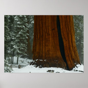 Póster Sequoia Tree Poster