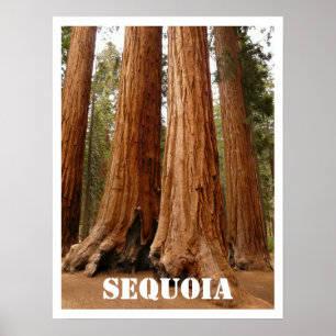 Póster Sequoia Trees, Parque Nacional Sequoia, California