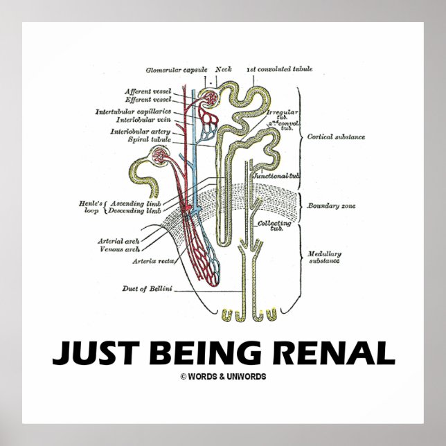 Póster Ser Renal (Humor Renal Nefro Riñón) (Frente)