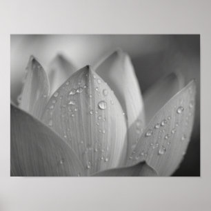 Póster Serena Flor de Loto Macro Monocromática