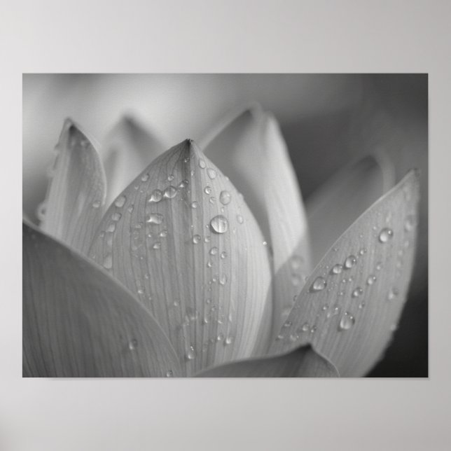Póster Serena Flor de Loto Macro Monocromática (Frente)
