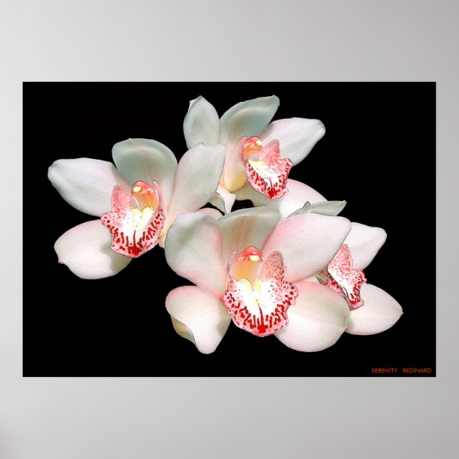 PÓSTER SERENCIA (Frente)