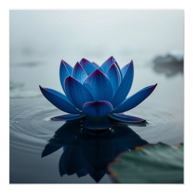 Póster serene blue water lotus (Anverso)