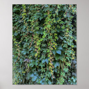 Póster Serene Green Ivy Wall Colgando Vinas Plantas
