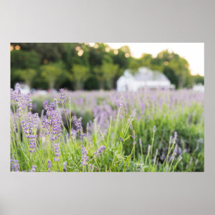 Póster Serene Lavender Field