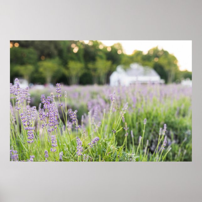 Póster Serene Lavender Field (Frente)