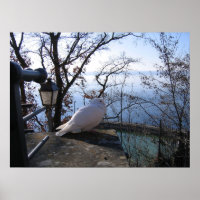 Serene Overlook