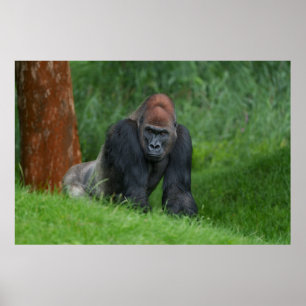 Póster Serene Realm de Silverback