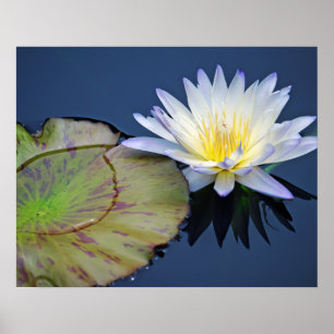 Póster Serene Water Lily