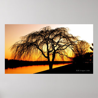 Póster Serengeti en la ciudad