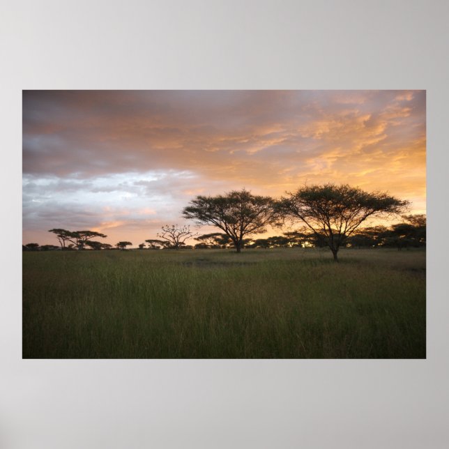 Póster Serengeti Sunset (Frente)