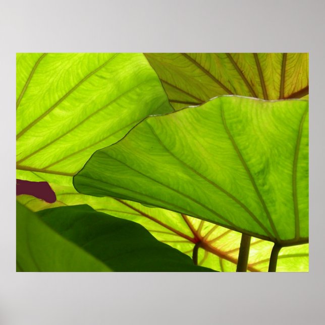 Póster Serenidad (Frente)