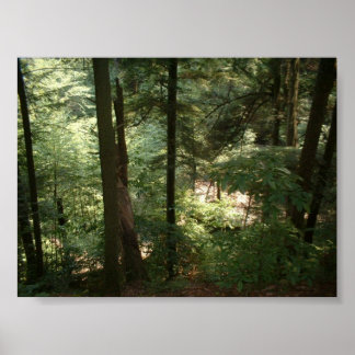 Póster Serenidad de Woodland