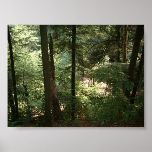 Póster Serenidad de Woodland (Frente)