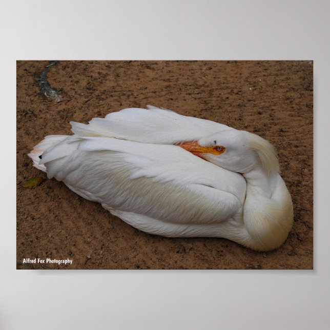 Póster Serenidad en Blanco (Frente)