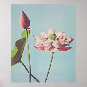 Póster Serenidad en la flor: Poster de Lotus de época