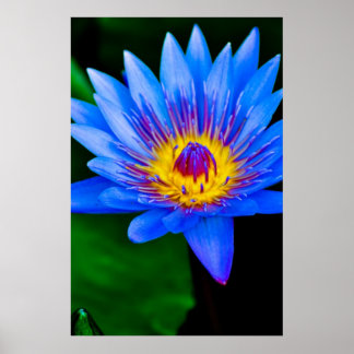 Póster Serenidad - poster