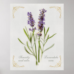 Póster Serenidad y calma de Lavandula Vera pintada