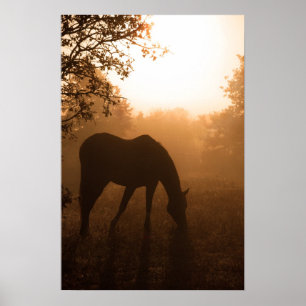 Póster Serenity - horse grazing at sunrise