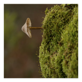 Póster Sereno Hongo en Arte Impreso de Bosque Musgoso