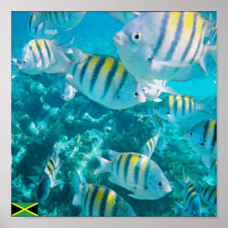 Póster sergent major fish jamaica