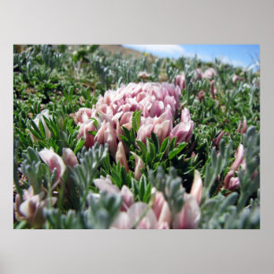 Póster Serie Alpine Tundra