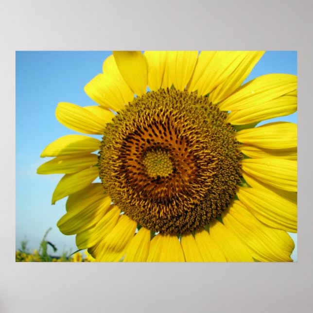 Póster Serie de girasoles (Frente)