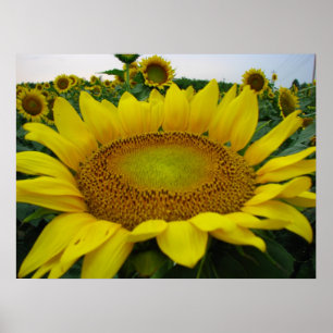 Póster Serie de girasoles