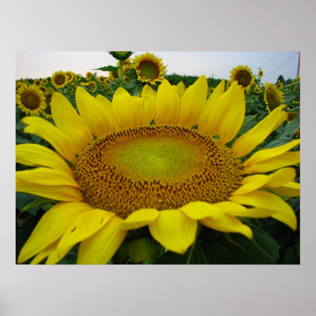 Póster Serie de girasoles (Frente)