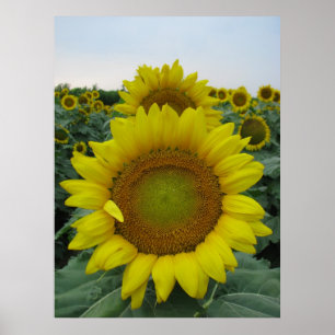 Póster Serie de girasoles