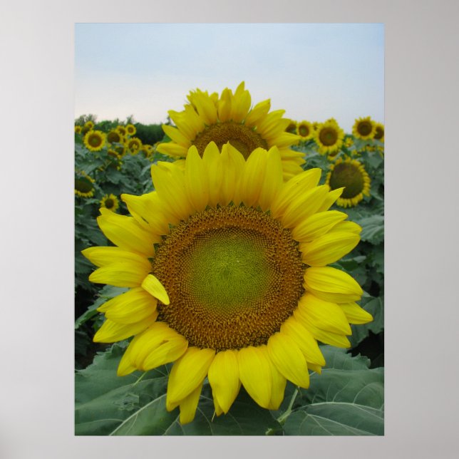 Póster Serie de girasoles (Frente)