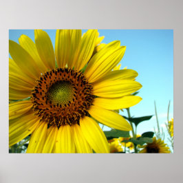 Póster Serie de girasoles