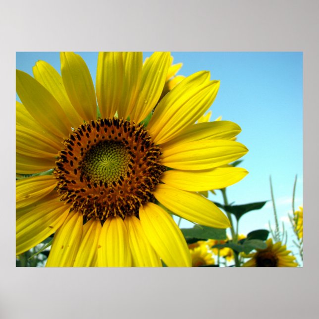 Póster Serie de girasoles (Frente)