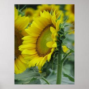 Póster Serie de girasoles