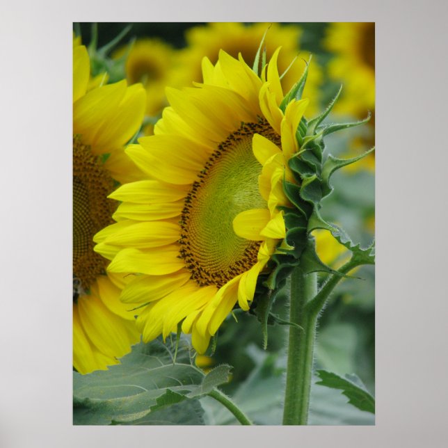 Póster Serie de girasoles (Frente)