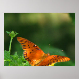 Póster Serie de mariposas