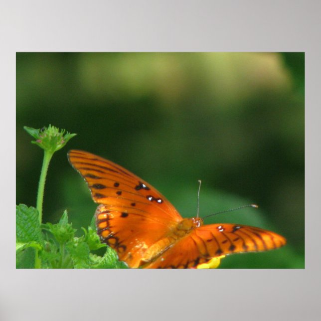 Póster Serie de mariposas (Frente)