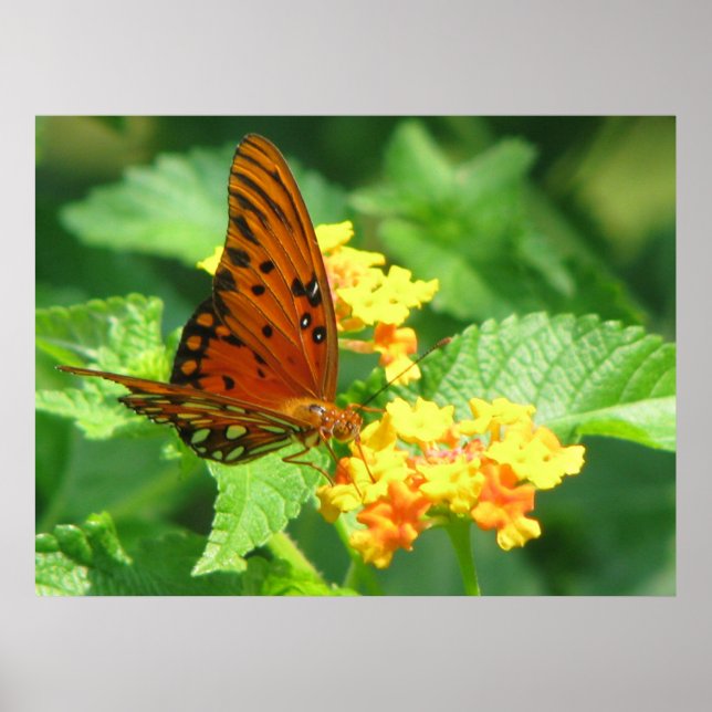 Póster Serie de mariposas (Frente)