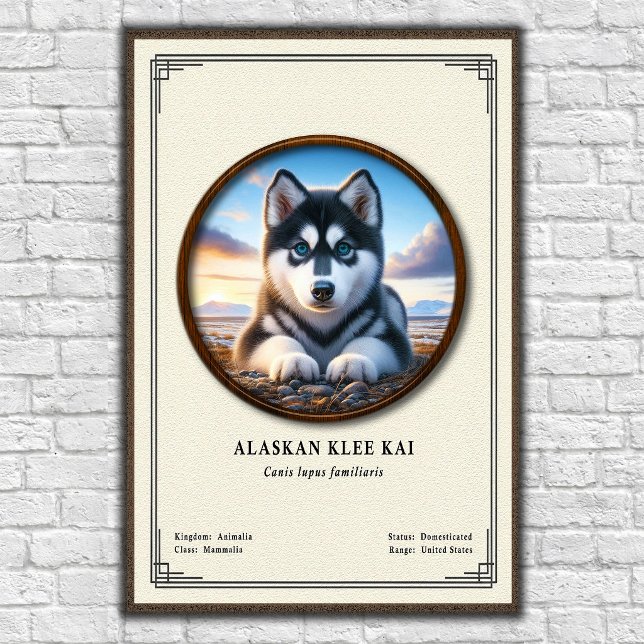 Póster Serie de Zoología Alaskan Klee Kai (Subido por el creador)