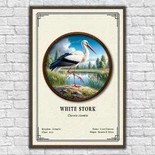 Póster Serie de Zoología de la Cigüeña Blanca