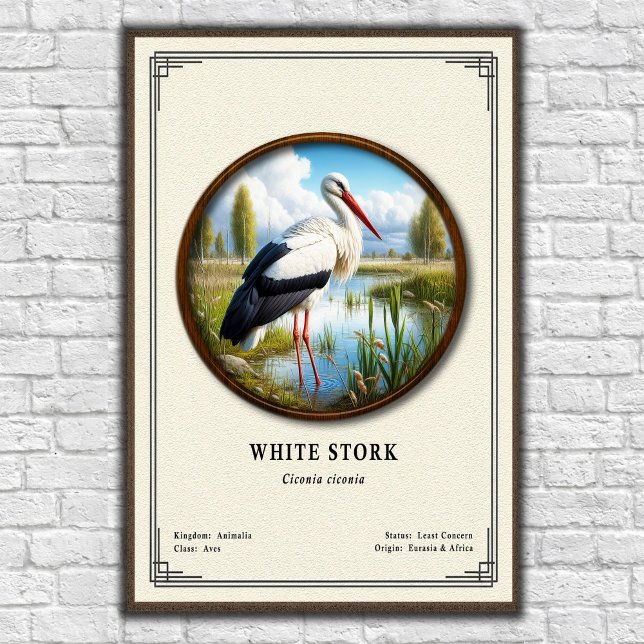 Póster Serie de Zoología de la Cigüeña Blanca (Subido por el creador)
